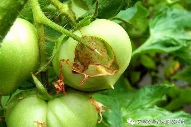 磷肥养花的作用及使用方法