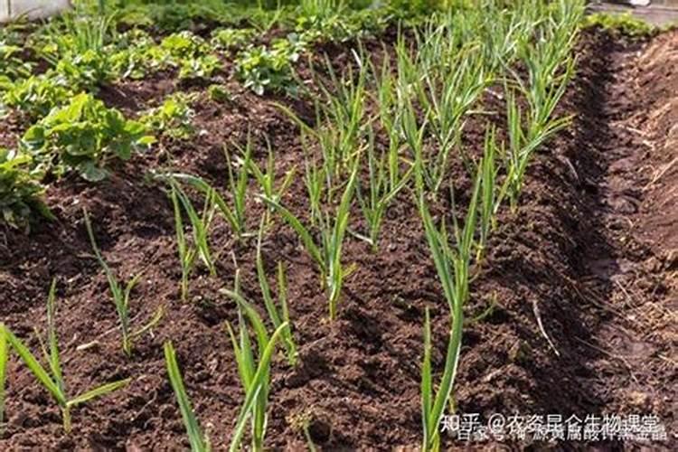 大蒜底肥用什么肥料