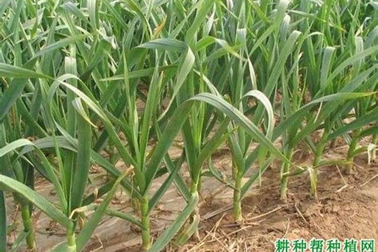 大蒜施什么肥料最好