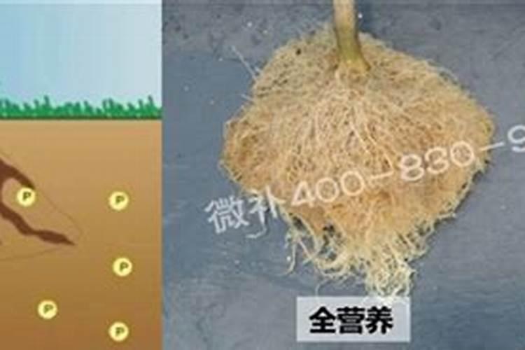 橘子花一年开几次花,花期多长时间