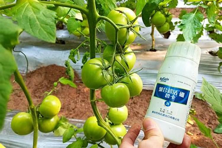 叶面喷施硼肥的最佳时间硼肥应该怎么用