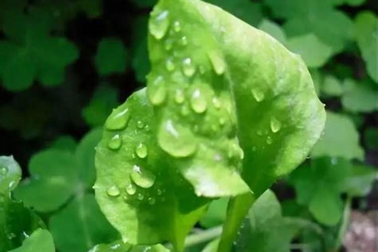 碳铵怎么兑水浇菜？