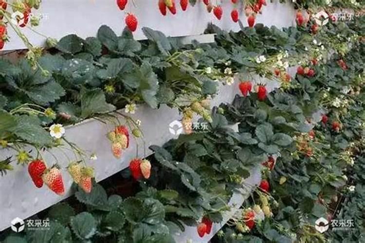 水稻什么时间施肥最好
