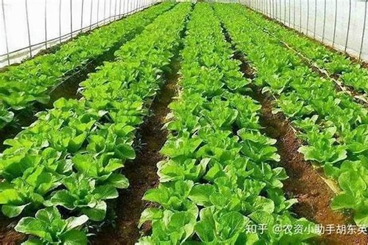 水稻钾肥的正确使用方法