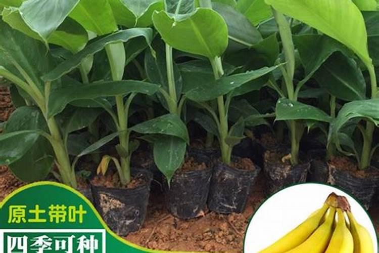 香蕉种下去多久可以喷叶面肥？
