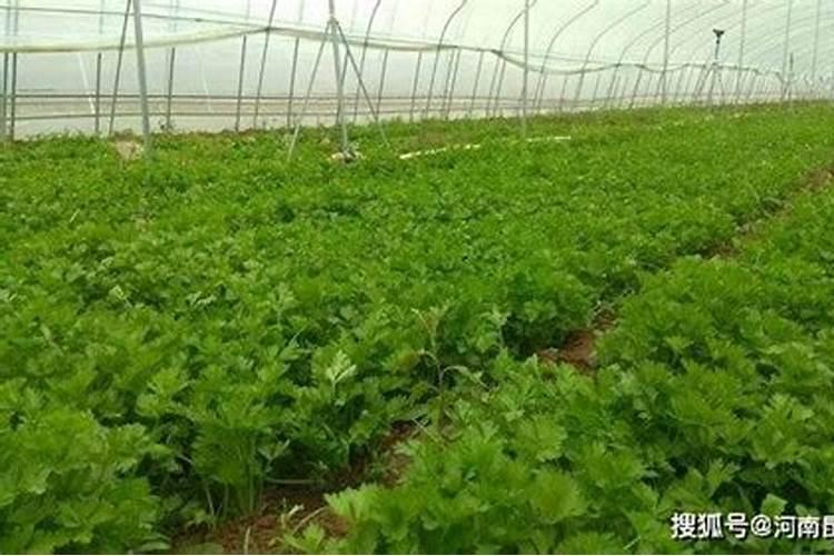 十一月中旬还可以给梨树施肥吗