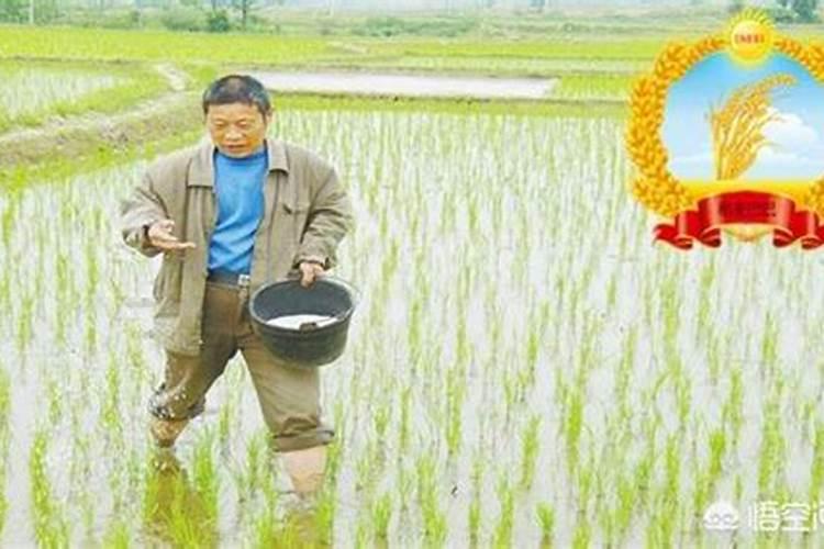 柑子皮有什么用？