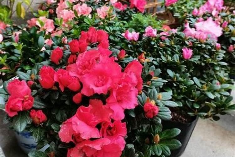 多菌灵可以浇红掌花吗