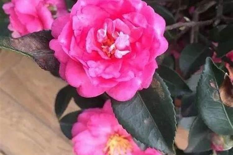 茶梅花施什么肥最好