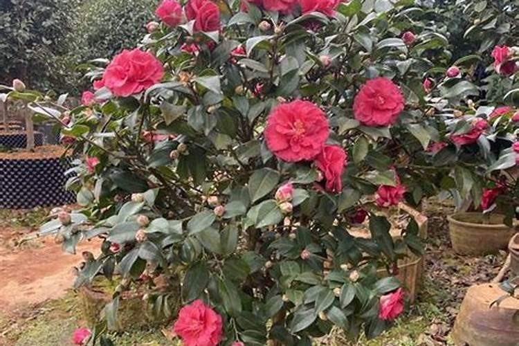 茶梅花该施什么肥？