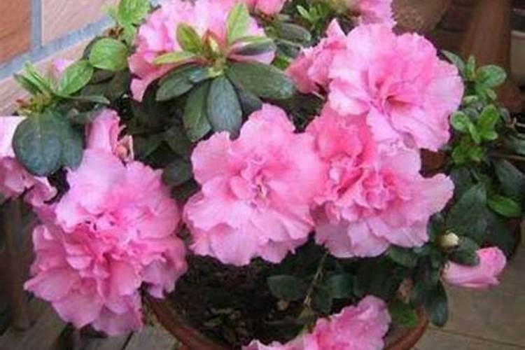 杜鹃花浇什么肥料最好