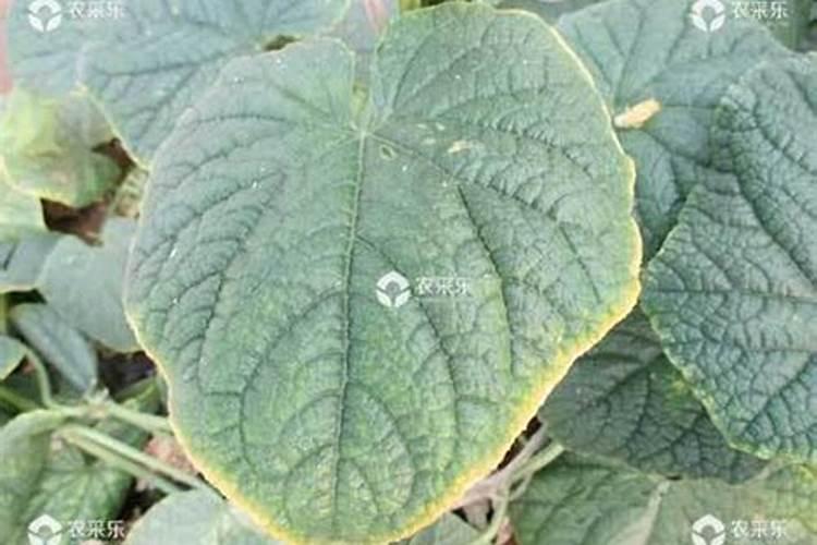油菜施肥方法