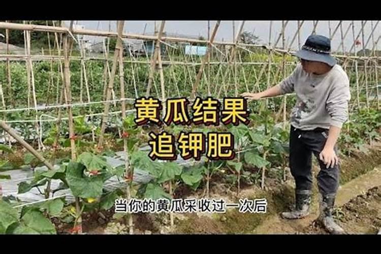 尿素可作香葱的叶面肥吗
