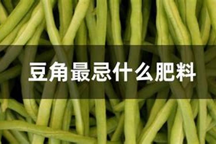豆角出苗多久才能施肥