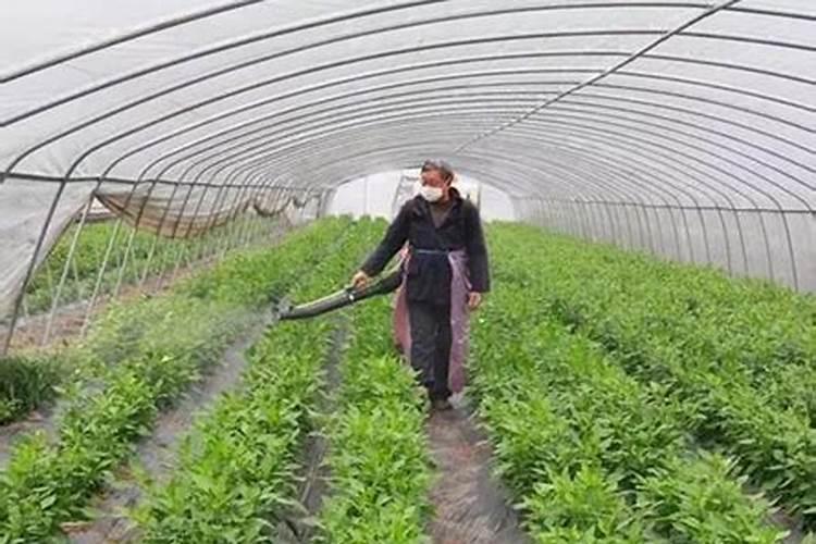 稀土叶面肥哪家公司好
