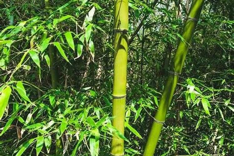 竹子种植如何施肥