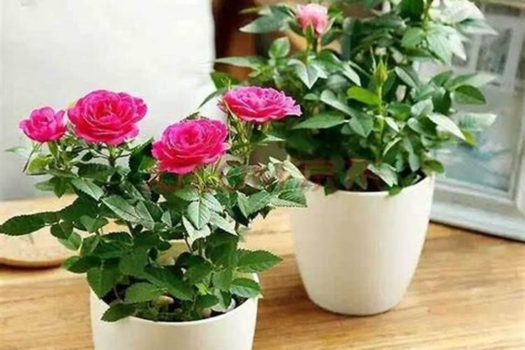 花瓣可以放花盆里当肥吗