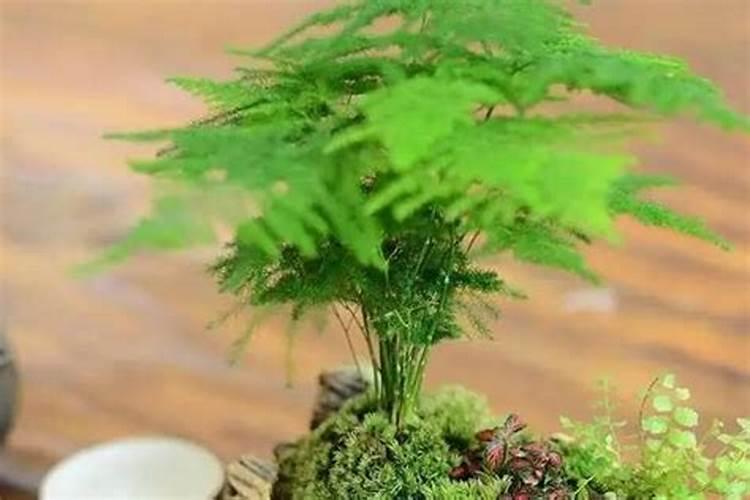 氮肥可以兑水浇花吗