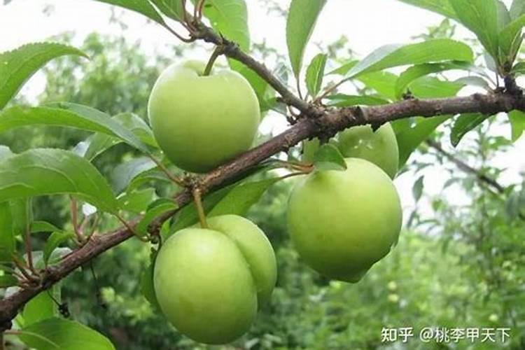 过磷酸钙是什么