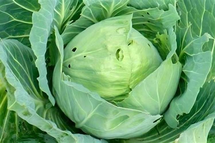 尿液可以做肥料吗