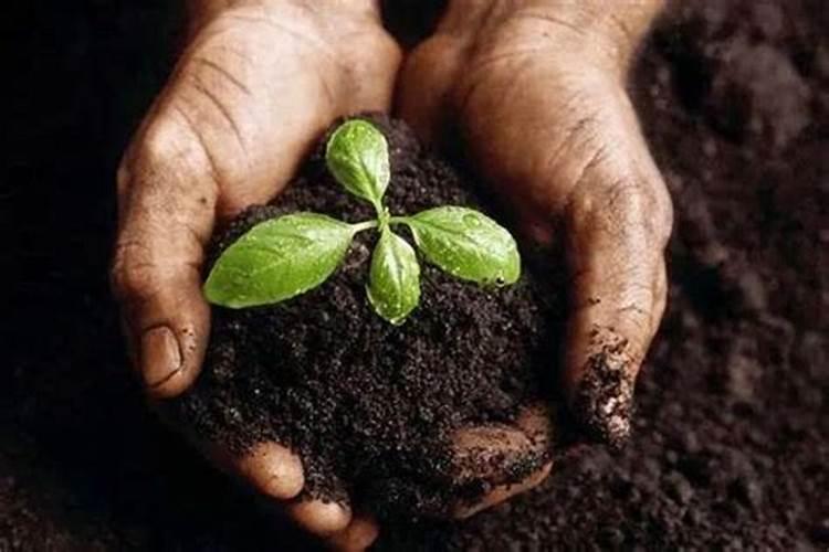 氮肥和磷钾肥能一起用吗 氮肥可以促进植物什么生长
