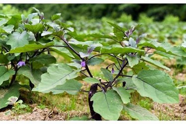 茄子施肥的正确方法