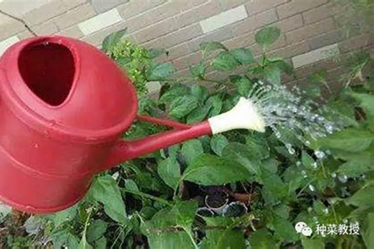 中国最好的果树叶面肥有哪些？