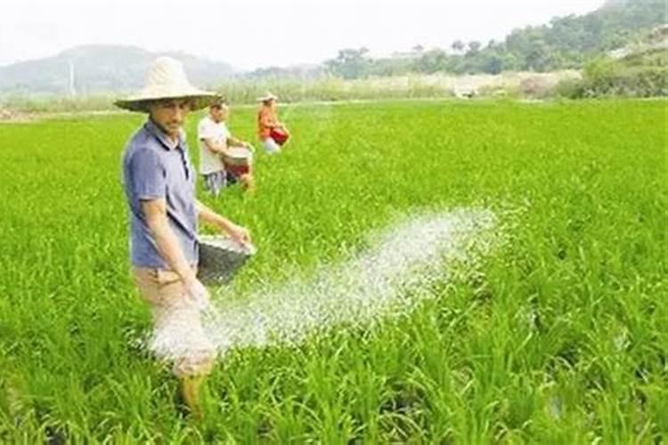 在养花时如何使用磷肥