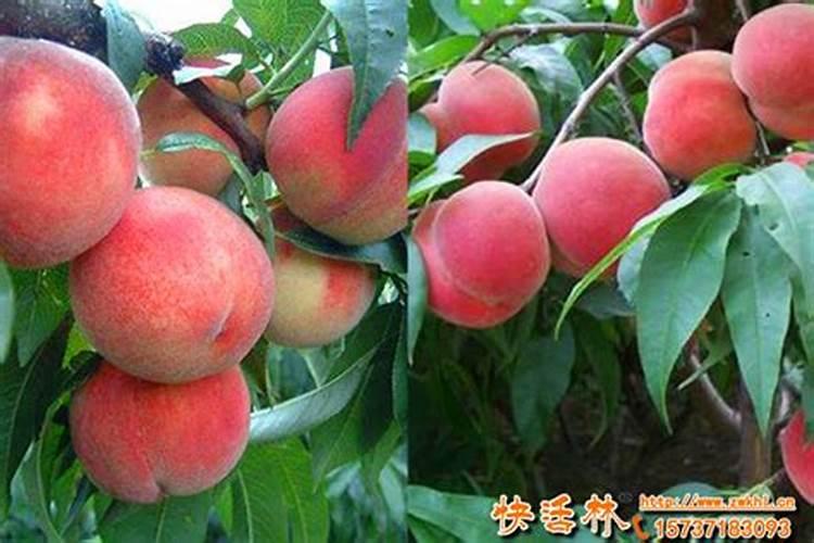 柑橘苗用什么肥料长的快