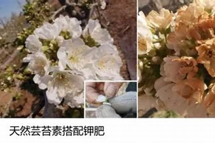 叶将可以喷在槟榔叶面吗