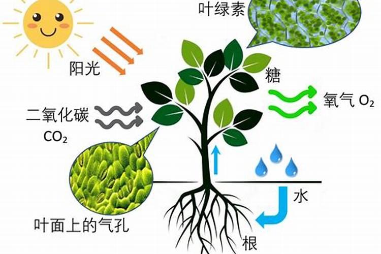 槟榔树怎么种植(详解槟榔树的栽培技术)