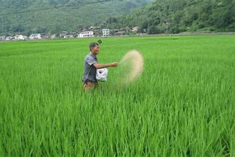 颗粒水溶肥和液体水溶肥哪个更好