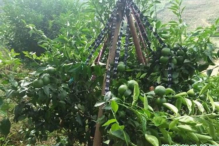 氮肥在春季施还是秋季施？听说秋施更好？