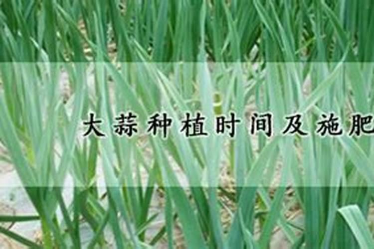 大蒜苗期喷施叶面肥需注意什么？ 花生烂果的防治措施