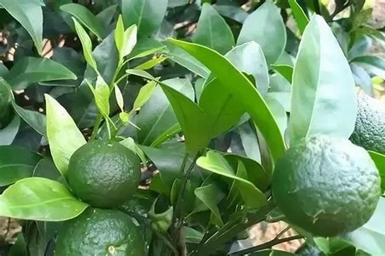 尿素是什么肥料 尿素肥料有几种类型