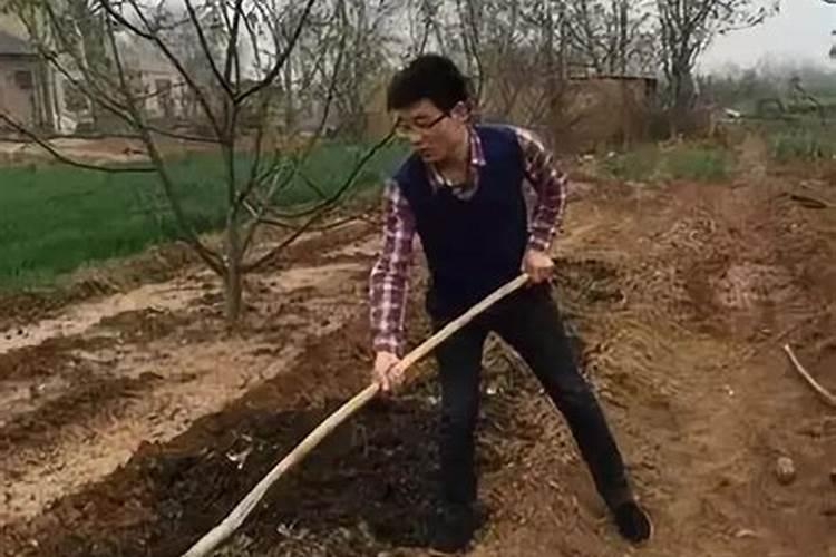 水稻一亩需要的氮磷钾