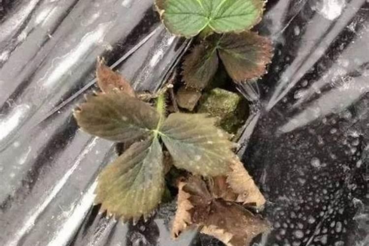 草莓苗期肥害该怎么解决 草莓怎么养殖