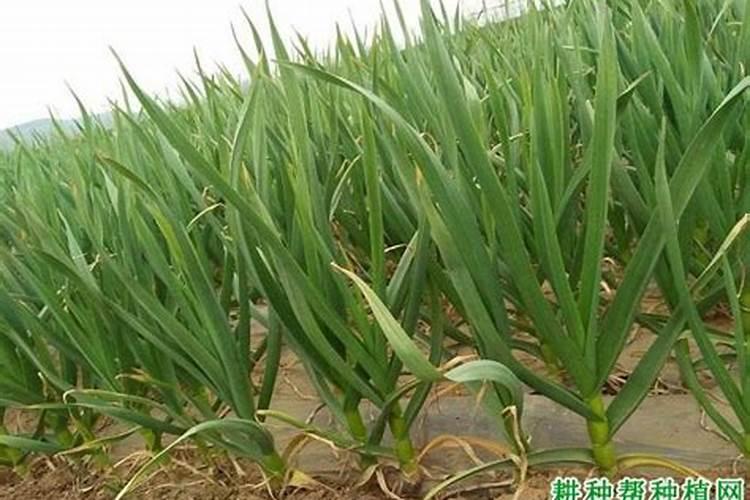 大祘追肥用什么化肥