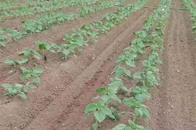 架豆角用氮肥,磷肥和钾肥多少含量合适？