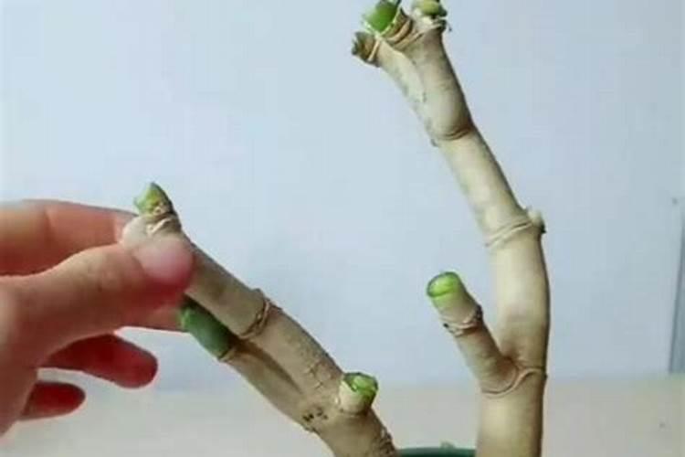 水溶肥料是什么原料做的