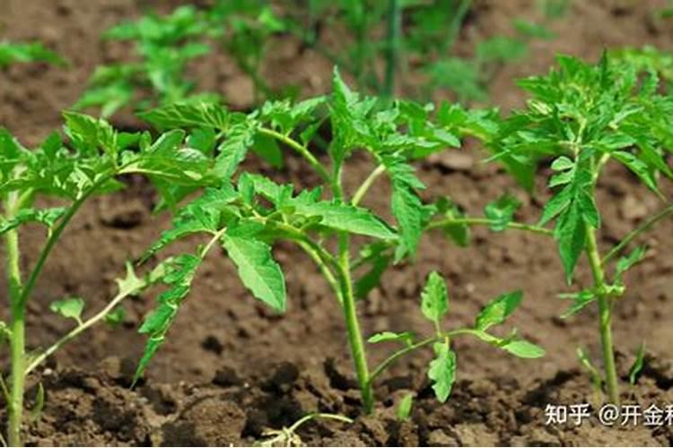 番茄苗移栽后几天施肥番茄苗的追肥要求