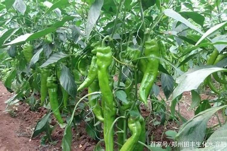 辣椒开花坐果期施什么肥最好