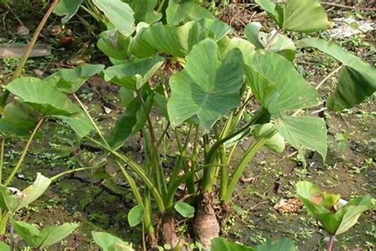 种植芋头需要用什么肥料最好(栽培芋头施什么肥产量高)