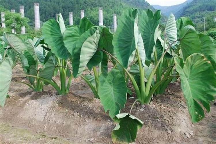 应该如何给芋头施肥？芋头种植施肥技术有哪些？