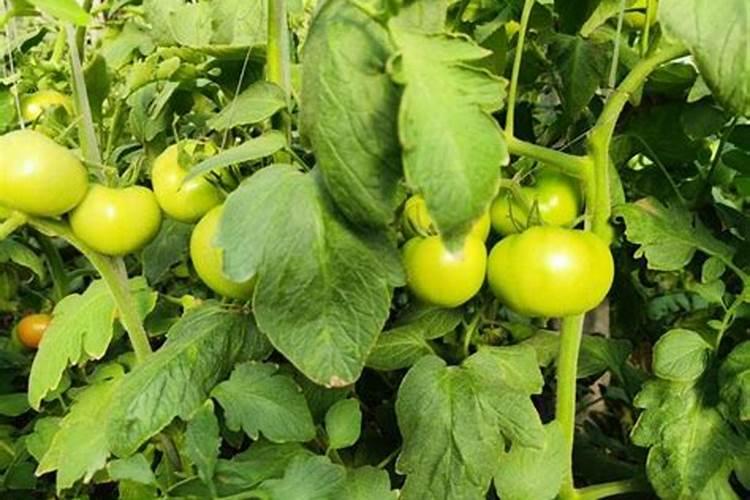 叶面肥可以提高蔬菜的抗病性吗？