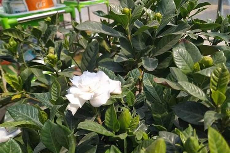 噻苯隆与芸苔素的区别,能复配一起用吗