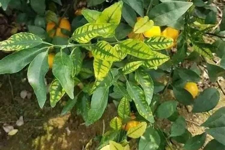 芹菜施肥要科学,芹菜怎么科学施肥？