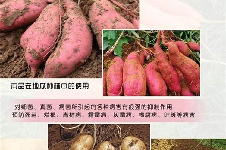 ...硫酸钾具备哪些特点,使得其适合瓜果类、块茎类等作物的中后期使用...