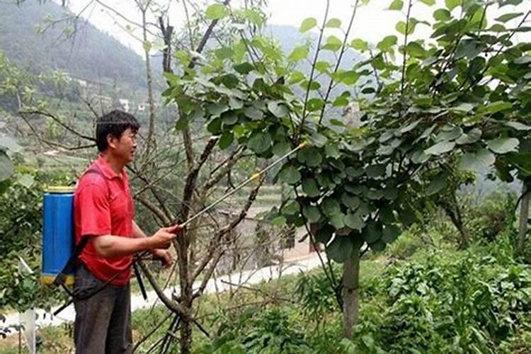 猕猴桃什么时间施叶面肥比较好？怎么施？
