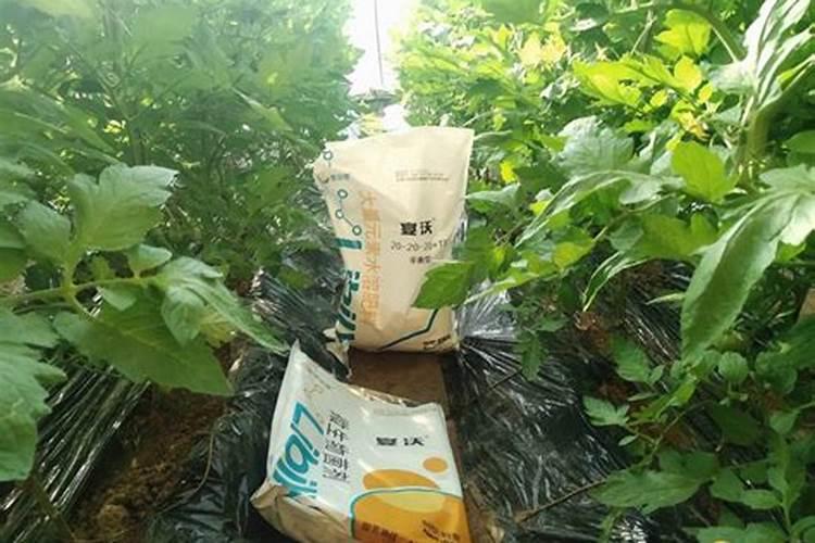 施肥不当会对果树造成什么影响？如何科学地施肥？